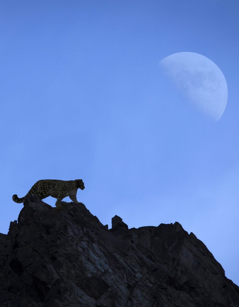 Snow Leopard Photography tour